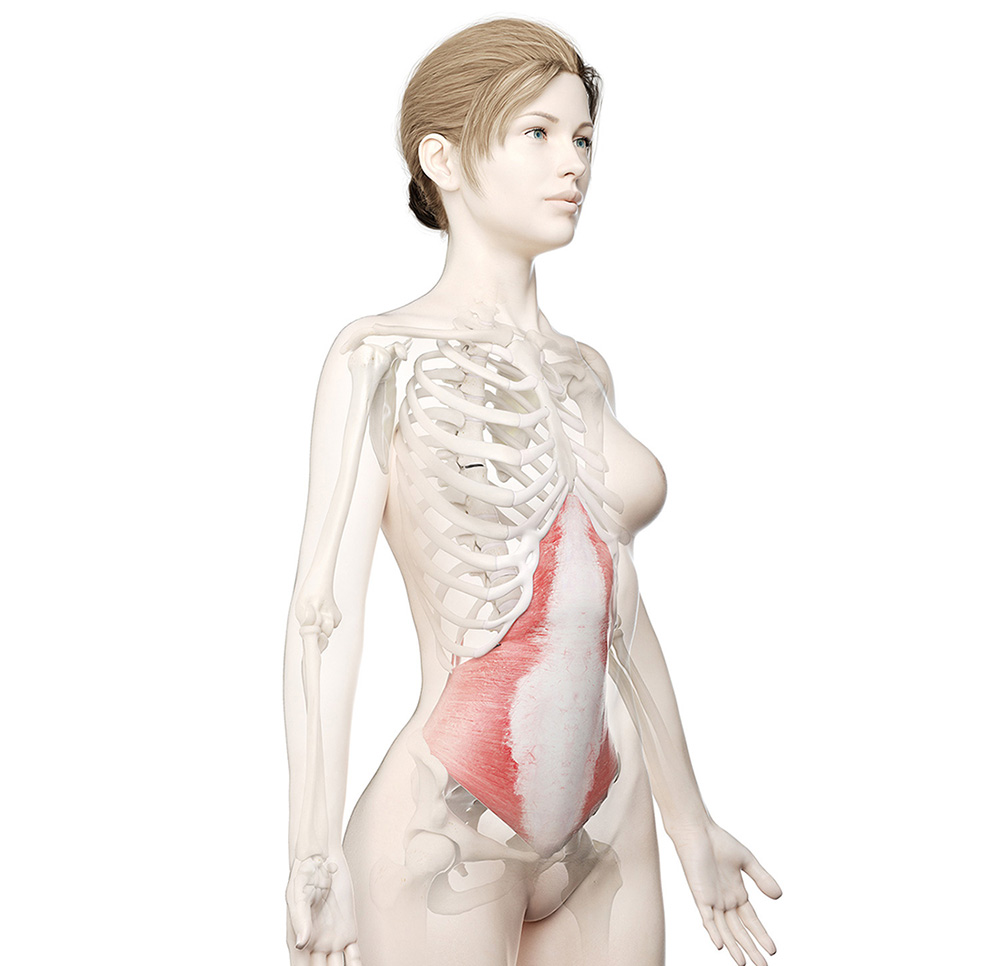 Se muestra la localización del músculo transverso en la mujer